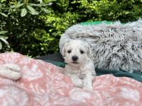 Scoby vel Theo - 4 tygodnie